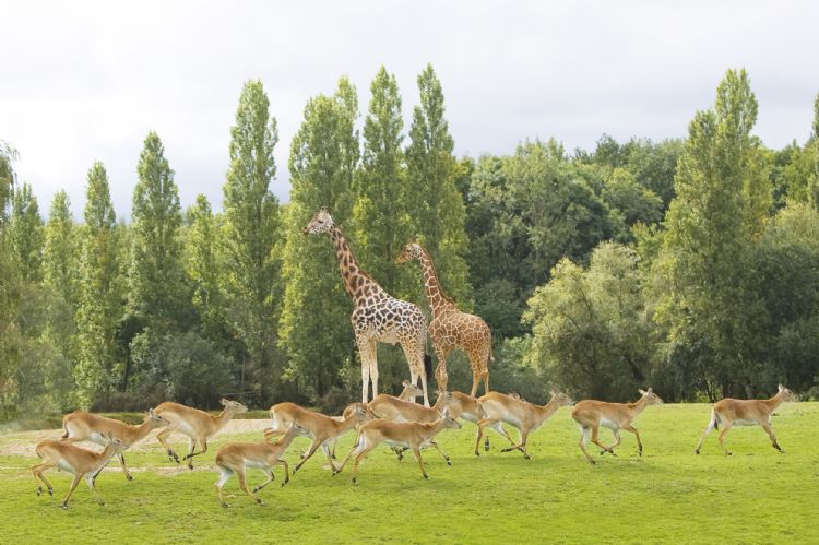 Savane africaine du parc de Thoiry