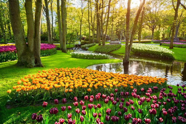 Keukenhof