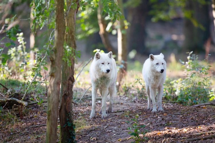 Loups arctiques au parc de Thoiry